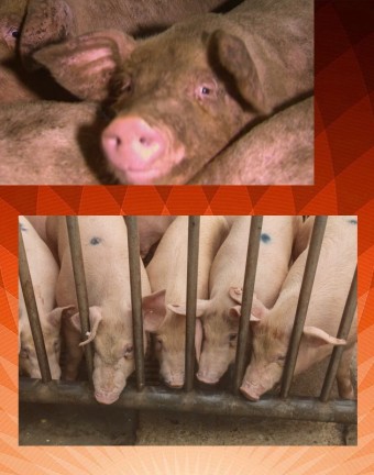 돼지열병 관련주 추가확진에 따른 급등