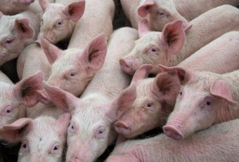 돼지 열병 관련주 대장주 종목 분석