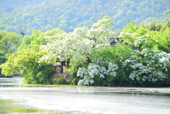 5월 경남 밀양 여행 만개한 이팝나무 위양지 나들이