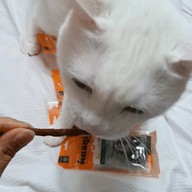 수원다온협동조합 휴애니스 스케일러 플러스 맛있는 간식으로 고양이 치석제거를!