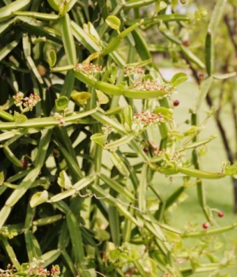 시서스 복용법 효능 가루 부작용 다이어트 관절염에 좋은 식물