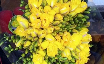 후리지아 꽃말,후리지아(프리지아)키우기 구근식물