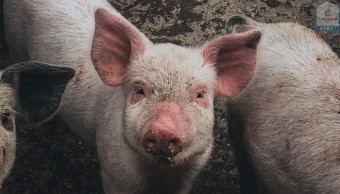 소독 회사 이지케어, 돼지 열병 이야기