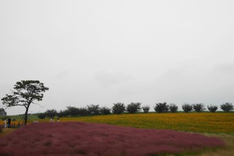 안성팜랜드(1) - 핑크뮬리, 황화코스모스
