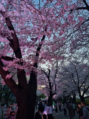 2022 여의도 벚꽃축제/국회의사당 봄꽃축제