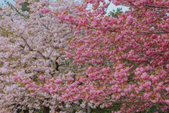 [제주도 여행] 겹벚꽃이 한창인 서귀포 상효원