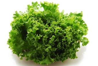 콜레스테롤 수치를 감소시켜주는 치커리의 효능에 관하여