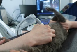 동대문구 동물병원 루시드동물메디컬센터 고양이 건강검진 후기