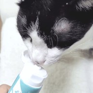 [ 펫플 ] 닥터리 치카겔 유기농추출물로 만든 고양이치약
