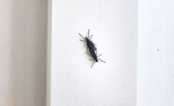 "짝짓기하는 벌레들이 바글바글"..은평구 점령한 '러브버그'