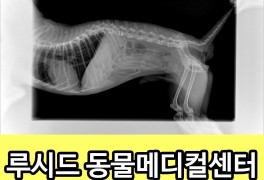 노견 건강검진 후기 중랑구 동물병원 루시드 동물메디컬센터...