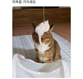 안구정화 동물 짤 