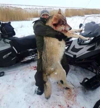늑대 무리(집단)의 사냥; 대형견 및 맹견 캉갈, 족제비왕 울버린 살해한 울프(Wolf) #Wolfpack(울프팩)의 포식 사례