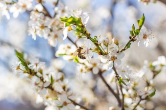 [3월 여행시즌] 봄꽃여행 추천시기