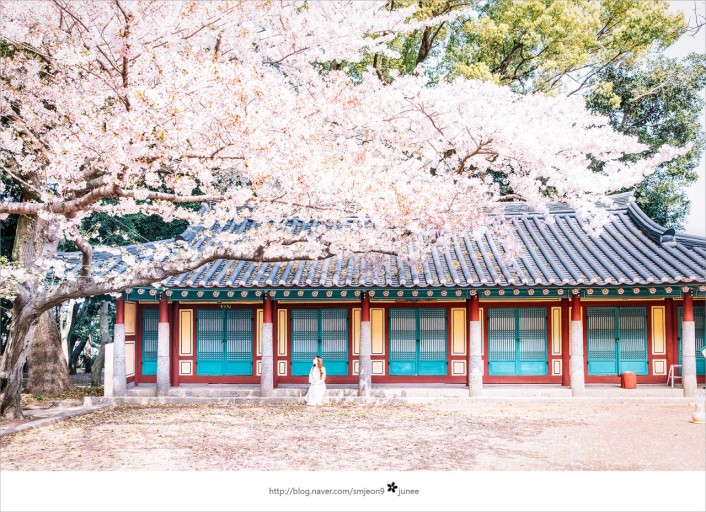 2024 전국 벚꽃 개화시기와 벚꽃 명소 3 2024 전국 벚꽃 개화시기와 벚꽃 명소 1