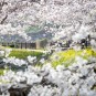 4월 제주도 가볼만한곳 서귀포 벚꽃, 유채꽃 명소 10곳 다녀온후기