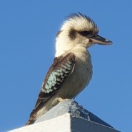 쿠카바라 - Kookaburra