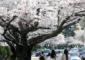 4년만에 여의도 벚꽃 잔치가 곧 시작 시작된다.…