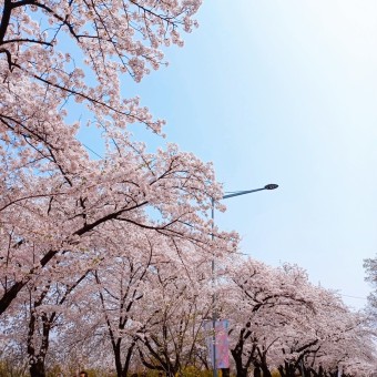 2023년 4월 1일 12시 35분 49초, 대한민국, 여의도 벚꽃