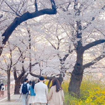 여의도 2023 벚꽃 현황 윤중로 영등포여의도벚꽃축제 서울벚꽃명소