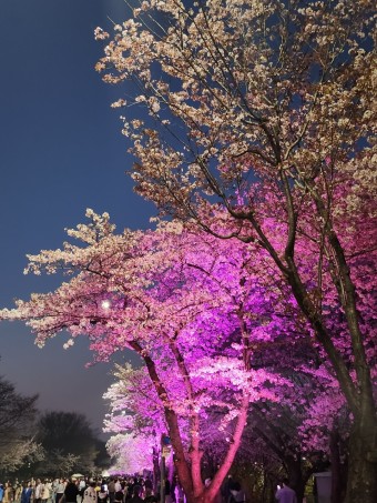 여의도봄꽃축제 윤중로 벚꽃거리 서울벚꽃축제