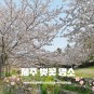 제주도 벚꽃 명소 예래생태공원 제주 녹산로 유채꽃도로