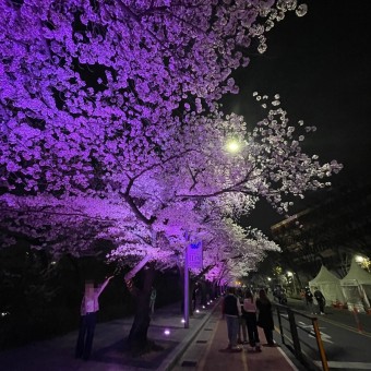야간 여의도 벚꽃축제 2023여의도 봄꽃축제  주차