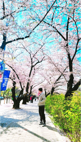 2023 영등포 여의도 봄꽃 축제 (벚꽃엔딩) & 김포 운양동 벚꽃 명소