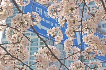 여의도 벚꽃축제 :: 여의도공원 벚꽃길 추천