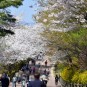 서울 남산 벚꽃 남산 둘레길 산책로 따라 남산골 한옥마을 까지