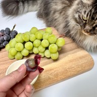 강아지 포도씨 껍질 한 알 먹었을 때 대처방법 고양이 샤인머스캣 급성신부전 원인일까?