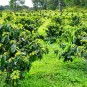 하와이 빅아일랜드 추천 커피농장 미란다 팜스 KA'U COFFEE MIRANDA'S FARMS