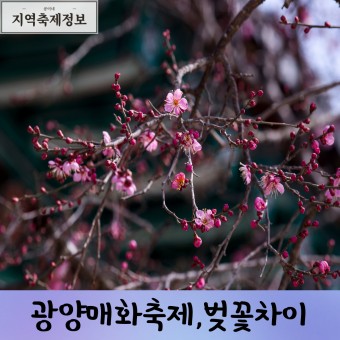 전남 광양매화꽃축제 3월10일~19일 23년, 매화 벚꽃 차이점
