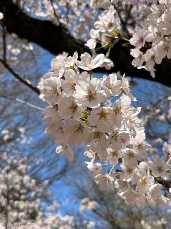 드디어 봄날씨 도쿄 & 벚꽃개화 시기 보는 재미