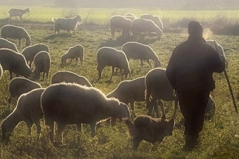 마태복음 18장 12-14절 잃은 양 한 마리가 밉상이라도 소중합니까?