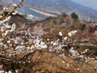 [광양매화축제] 2023 매화마을 개화상황 : 봄꽃여행