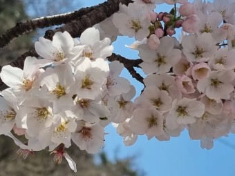 강릉벚꽃축제 :: 2023 경포벚꽃축제 3월 31일~4월 5일, 벚꽃에 물드는 강릉 경포로 놀러오세요.