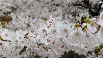 봄에 피는 꽃 나무, 하얀꽃 매화 개화시기 꽃말 벚꽃 나무 차이