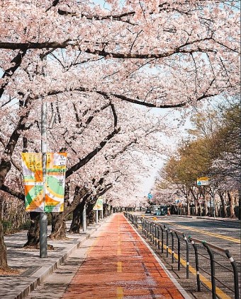 벚꽃개화기는 언제? 여의도 벚꽃 축제와 서울 벚꽃 명소 알아봐요!