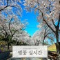경주 벚꽃 실시간 만개시기 올해 베스트 명소