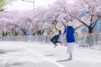 2023 '영등포 여의도 봄꽃축제' 기다렸던 봄의 대향연!