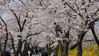 2023 여의도 벚꽃축제 현재 벚꽃개화상황