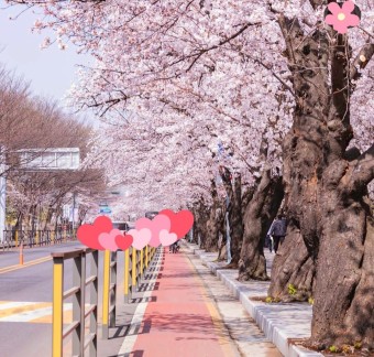 2023 여의도 벚꽃축제 vs 석촌호수 벚꽃축제 서울 벚꽃명소 어디로 갈까