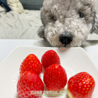 강아지 딸기 과일 급여 시 효능과 주의점