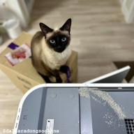 고양이 자동화장실 청소 편한 벤토나이트모래 마이도미넌트 추천