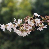부산 벚꽃과 유채꽃_대저생태공원