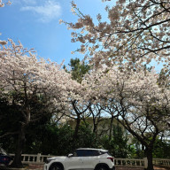 부산벚꽃 명소 가볼만한곳 광안리 남천동 삼익비치타운아파트