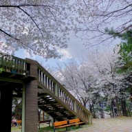판콘이 팡팡 터진듯한 아산 벚꽃명소 지산공원 나들이 가볼만한곳