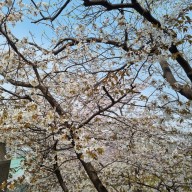 양재천 벚꽃 구경