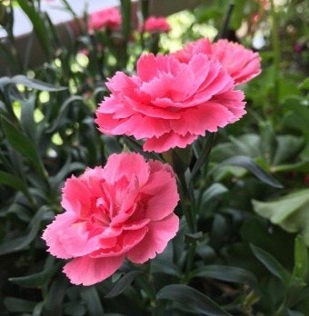 #카네이션 꽃 접기-7/2